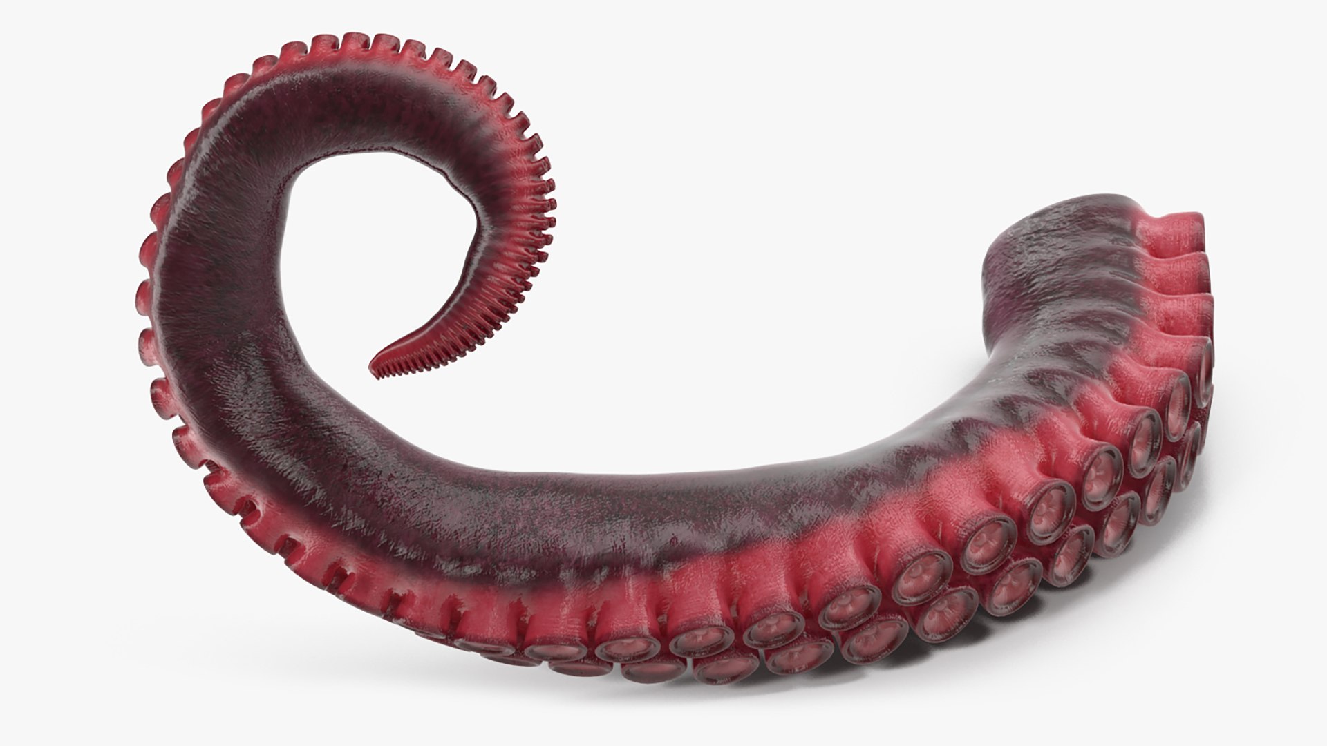 3D model Octopus Tentacle https://p.turbosquid.com/ts-thumb/M3/kYDez4/nz/tentacle_of_octopus_0002/jpg/1775634064/1920x1080/fit_q87/0ea8093160755dabf808de6836d2d2a5f01f5e2f/tentacle_of_octopus_0002.jpg