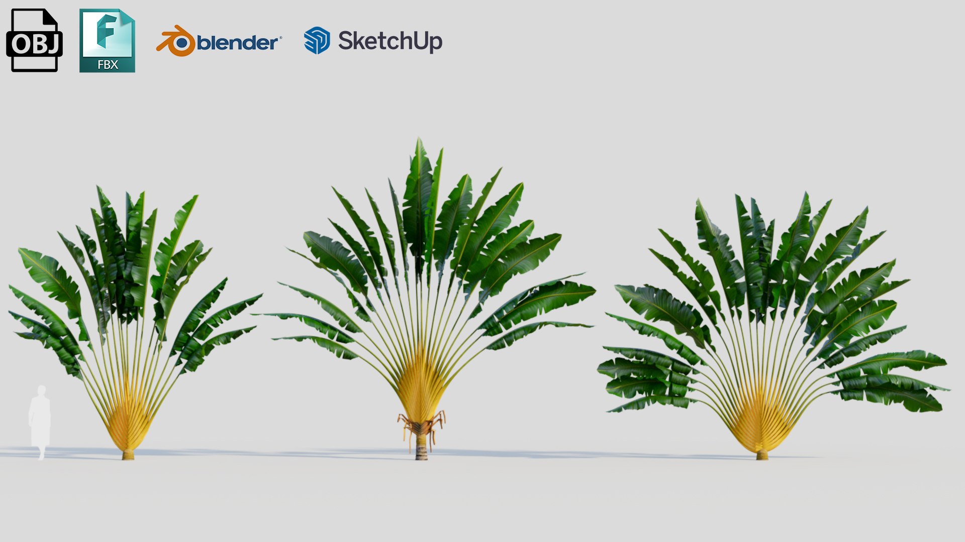 3D Ravenala Madagascariensis C - TurboSquid 2219592