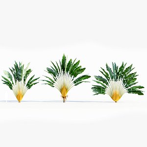 3D Ravenala madagascariensis c