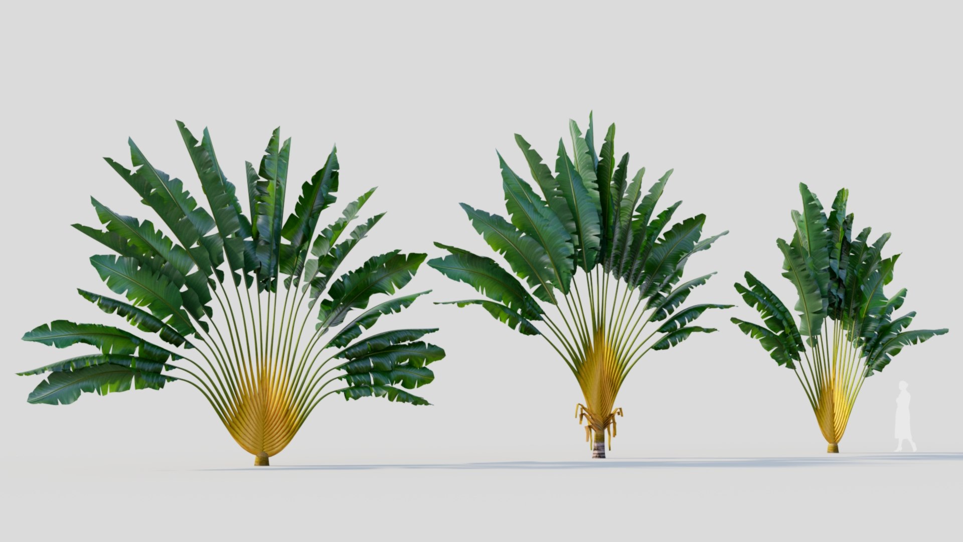 3D Ravenala Madagascariensis C - TurboSquid 2219592