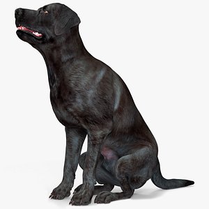 Black Begging Labrador Dog Animated Rigged 3D model