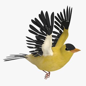 Goldfinch Animated