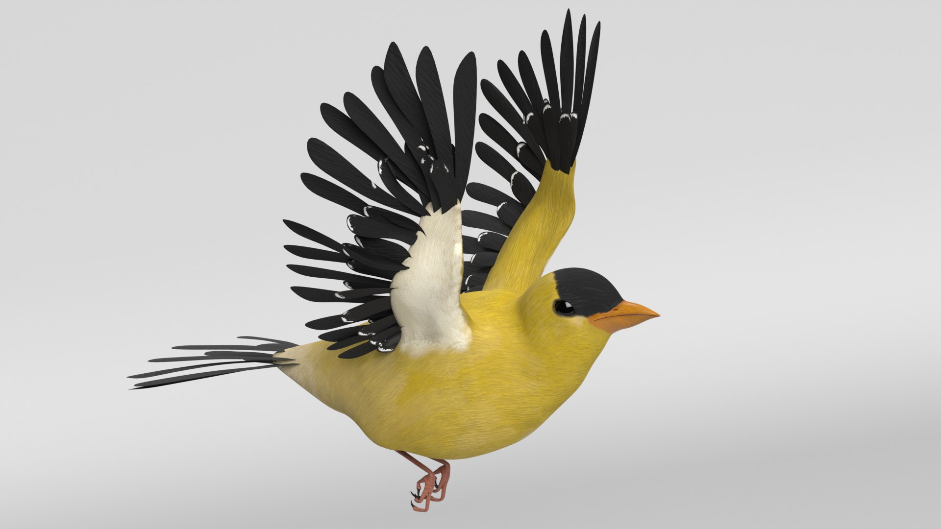 Goldfinch Animated 3D - TurboSquid 2122671