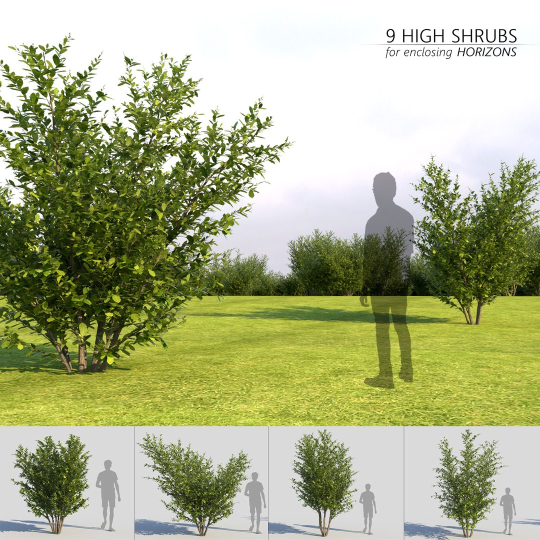 bushes 3D model https://p.turbosquid.com/ts-thumb/M4/6oQ7Bi/CCQrXe15/bb_collection22/jpg/1541271315/1920x1080/fit_q87/90de5c6eaa6c68339557013249e748a53ca758d6/bb_collection22.jpg