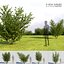 Bushes and Shrubs Collection