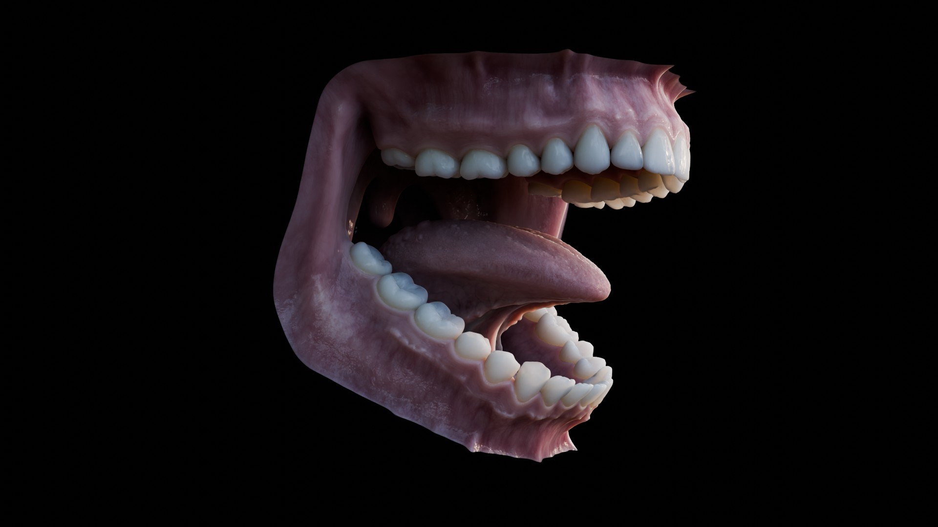 3D human mouth teeth model https://p.turbosquid.com/ts-thumb/M4/CSjedD/8U/r_07/jpg/1733129131/1920x1080/fit_q87/b24e1411ee277cbe935df8bbe8d561123bff5a22/r_07.jpg