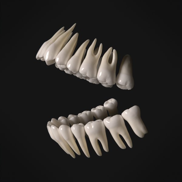 3D human mouth teeth model - TurboSquid 1278134