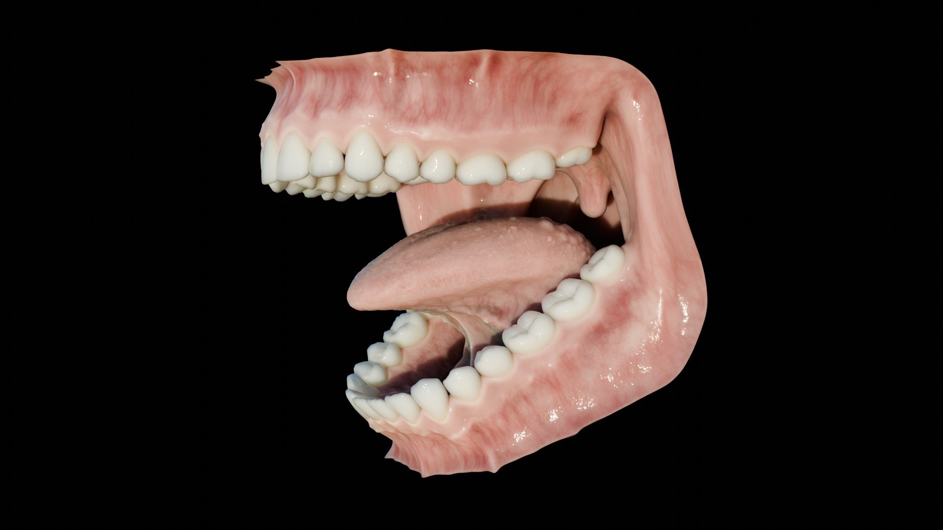 3D human mouth teeth model https://p.turbosquid.com/ts-thumb/M4/CSjedD/m8/r_15/jpg/1733129135/1920x1080/fit_q87/f5ad25ee9062254c1bc5dcbd18435453d83d6977/r_15.jpg