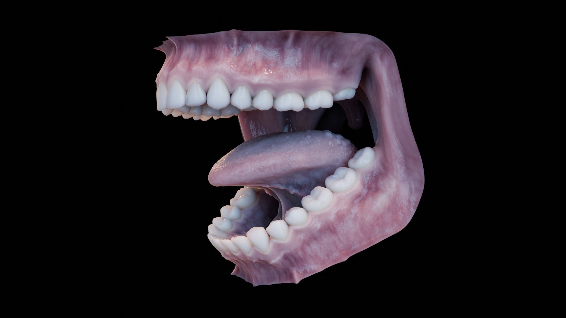 3D human mouth teeth model https://p.turbosquid.com/ts-thumb/M4/CSjedD/u7/r_29/jpg/1733129142/1920x1080/fit_q87/d2bf8ee3305a97d341f2520a841da1e715a23035/r_29.jpg