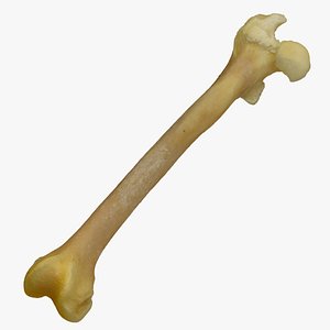 Pavian Monkey Male Femur Bone 01 RAW Scan 3D model