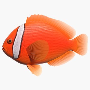 3d tomato clownfish male model