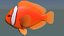 3d tomato clownfish male model