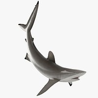 Realistic Silky Shark Rigged for Cinema 4D