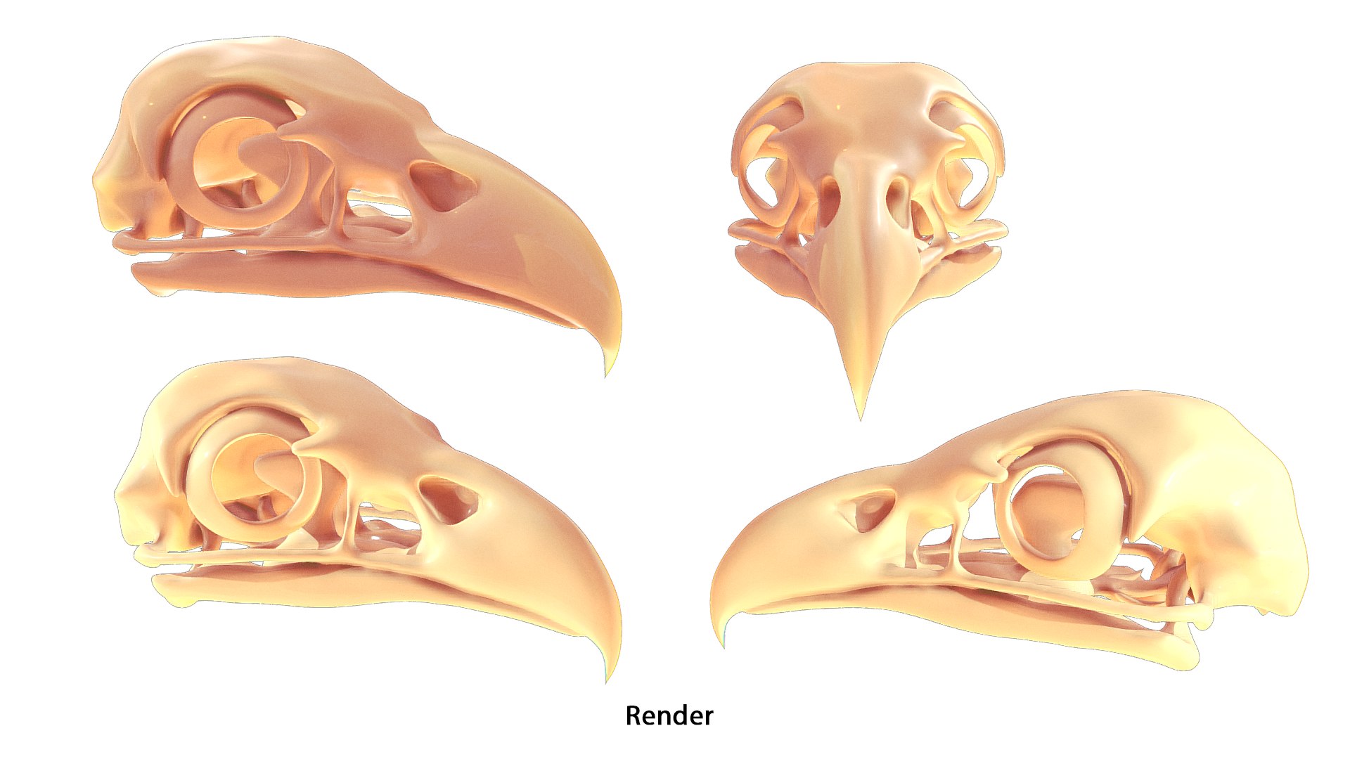 Eagle skull 3D model https://p.turbosquid.com/ts-thumb/M4/QoRAfG/wy/eagleskull_render/png/1764448884/1920x1080/fit_q87/4585d7d270e57e342ef043c69bdc6aca654cb068/eagleskull_render.jpg