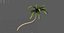 palm tree 3D model