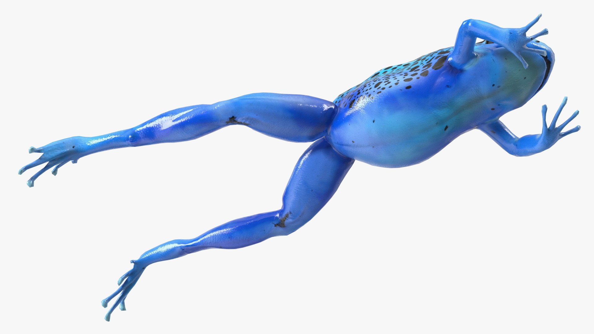 Dendrobates Tinctorius Jumping Pose 3D https://p.turbosquid.com/ts-thumb/M4/YUgAmh/FZ/dendrobatestinctoriusjumpingpose3dmodel013/jpg/1707049453/1920x1080/fit_q87/b15429e4bede884501725be6314809c6ad310f20/dendrobatestinctoriusjumpingpose3dmodel013.jpg