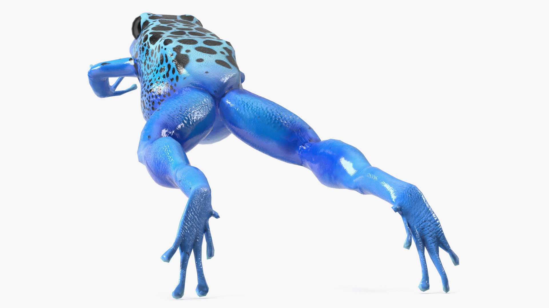 Dendrobates Tinctorius Jumping Pose 3D https://p.turbosquid.com/ts-thumb/M4/YUgAmh/Rb/dendrobatestinctoriusjumpingpose3dmodel012/jpg/1707049449/1920x1080/fit_q87/a30e81165cd2531cb0e4cf6b5a7d5fe0492a7278/dendrobatestinctoriusjumpingpose3dmodel012.jpg