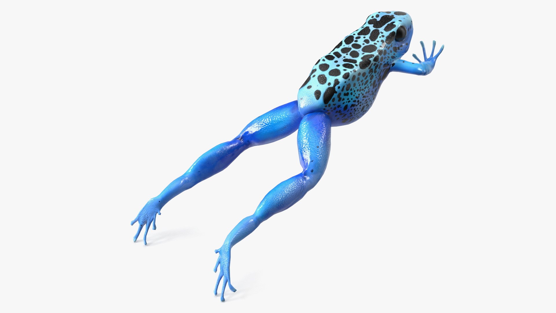 Dendrobates Tinctorius Jumping Pose 3D https://p.turbosquid.com/ts-thumb/M4/YUgAmh/bv/dendrobatestinctoriusjumpingpose3dmodel008/jpg/1707049431/1920x1080/fit_q87/eb3e3065f28dda5e86f2f4eaf5b59a5ed07d727c/dendrobatestinctoriusjumpingpose3dmodel008.jpg