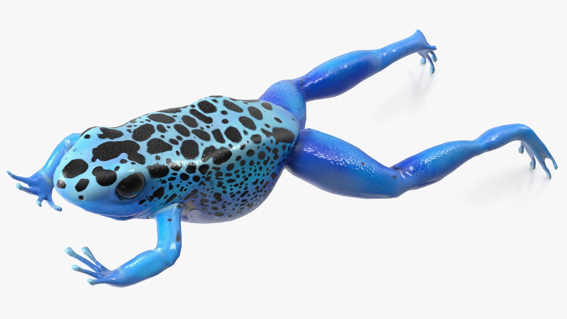 Dendrobates Tinctorius Jumping Pose 3D https://p.turbosquid.com/ts-thumb/M4/YUgAmh/e7/dendrobatestinctoriusjumpingpose3dmodel011/jpg/1707049444/1920x1080/fit_q87/6c06203cc135341298f2f93a7c01b25256fcc101/dendrobatestinctoriusjumpingpose3dmodel011.jpg