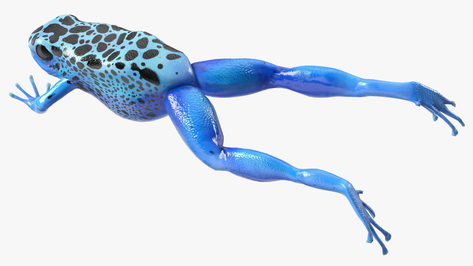 Dendrobates Tinctorius Jumping Pose 3D https://p.turbosquid.com/ts-thumb/M4/YUgAmh/fM/dendrobatestinctoriusjumpingpose3dmodel014/jpg/1707049458/1920x1080/fit_q87/986e022bb2afd35e9a5a7c1620bba87ad199aaf0/dendrobatestinctoriusjumpingpose3dmodel014.jpg