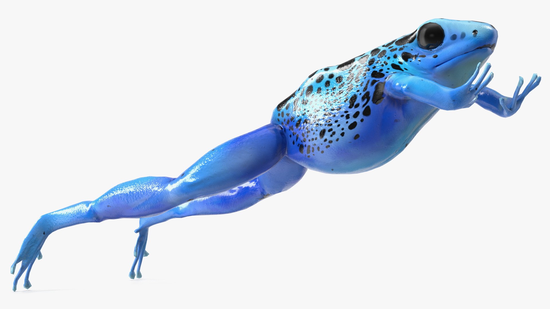 Dendrobates Tinctorius Jumping Pose 3D https://p.turbosquid.com/ts-thumb/M4/YUgAmh/fe/dendrobatestinctoriusjumpingpose3dmodel009/jpg/1707049435/1920x1080/fit_q87/fc985e14b4adea1e4a8b3615a6b510ac539fdb1b/dendrobatestinctoriusjumpingpose3dmodel009.jpg