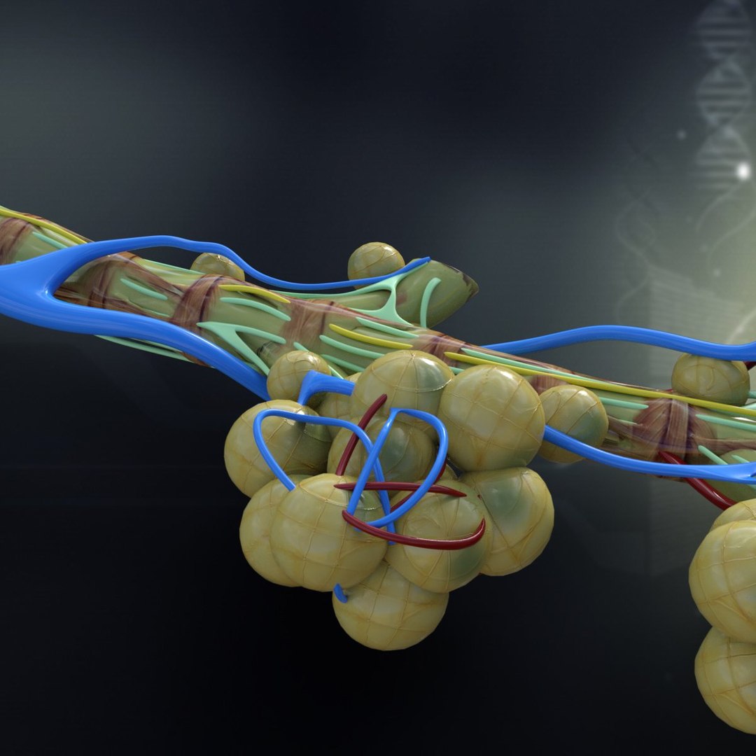 C4d Bronchial Anatomy Bronchi