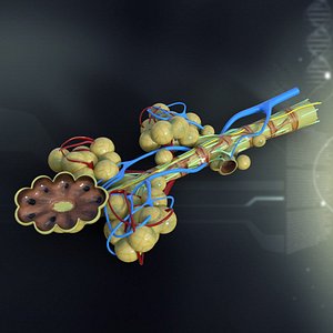 Bronchial Anatomy