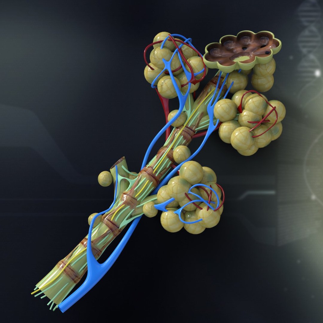 C4d Bronchial Anatomy Bronchi