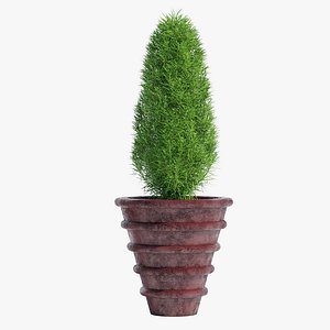 Potted plant (RS-15-2)
