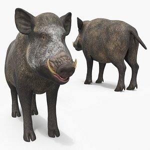 3D Wild Boar Male model