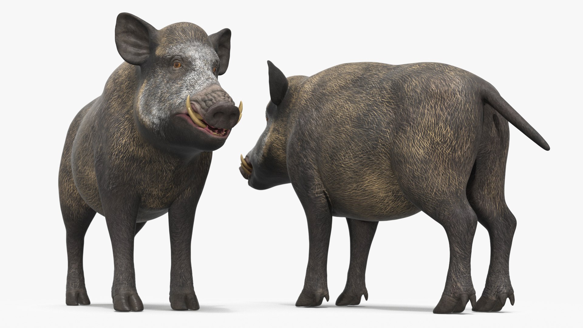 Wild Boar Male 3D model preview