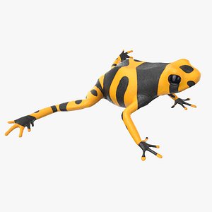 Yellow and Black Dart Frog
