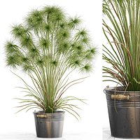 Plants collection 727