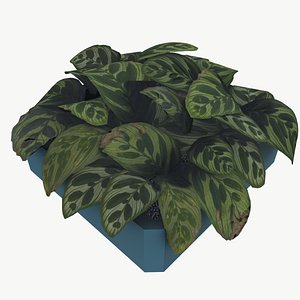 Office Indoor Plant