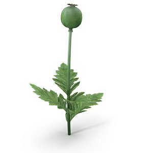 Poppy 3D model