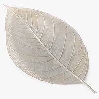 Leaf Skeleton