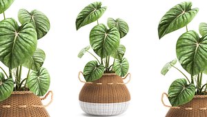 plants white baskets 3D model