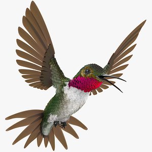 3D broad tailed hummingbird rigged