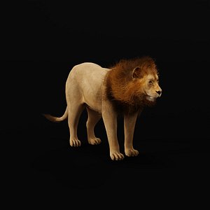Lion Male
