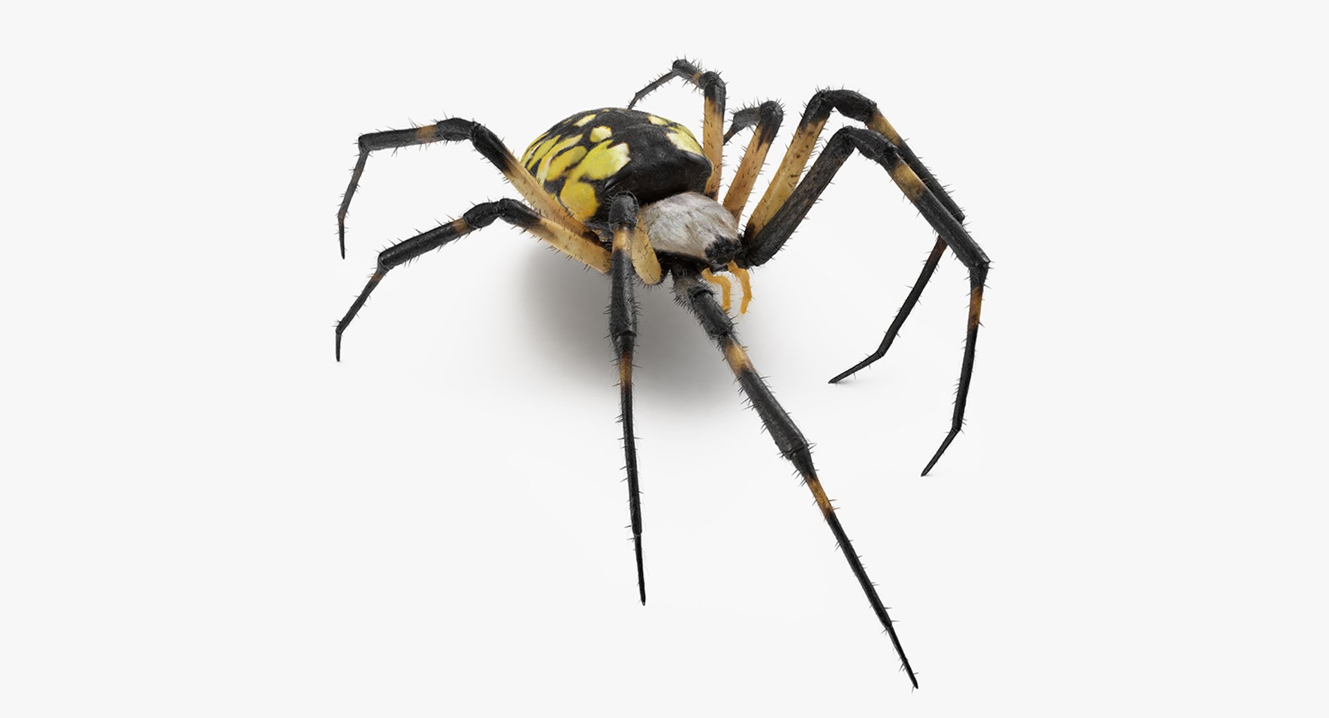 Golden Garden Spider with Fur 3D Model 3D model preview