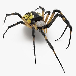 Golden Garden Spider with Fur 3D Model