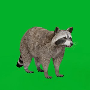 Raccoon