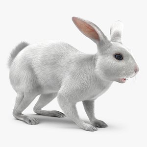 white rabbit max