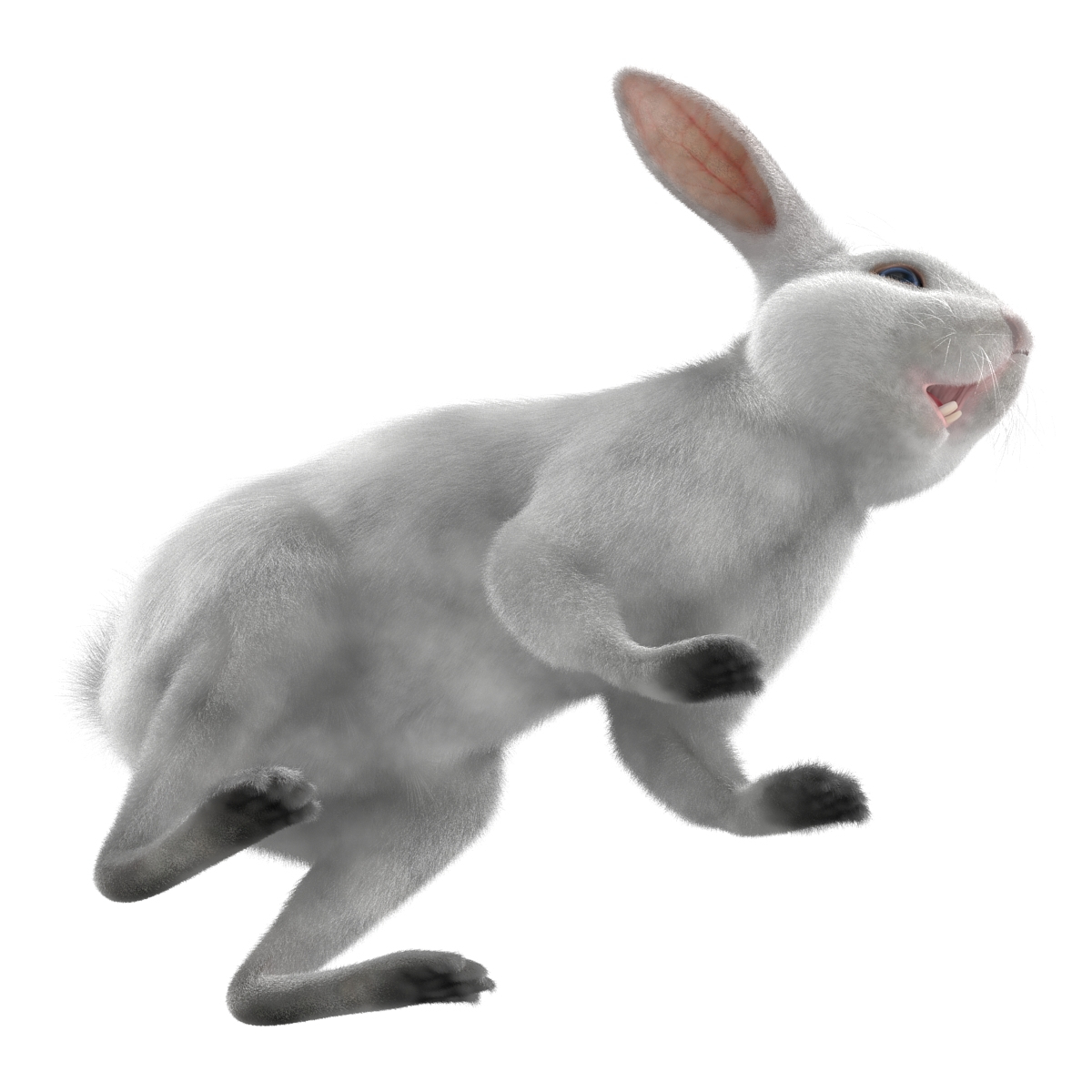 white rabbit max