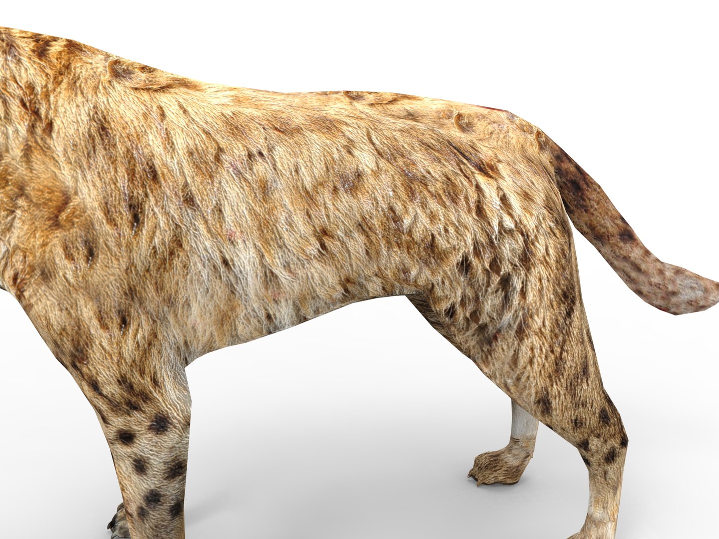 hyena rigged 3D model https://p.turbosquid.com/ts-thumb/M5/LqVRb1/B99bEuQC/untitled.33/jpg/1505458219/1920x1080/fit_q87/d4fb69f696efab0518810e722b487db920f02a5c/untitled.33.jpg
