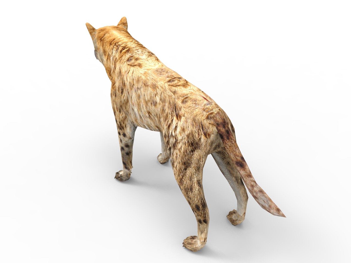 hyena rigged 3D model https://p.turbosquid.com/ts-thumb/M5/LqVRb1/F4DqtRPT/untitled.25/jpg/1505458219/1920x1080/fit_q87/642e37637dfe392024e3c3dbddd045a29bad6652/untitled.25.jpg
