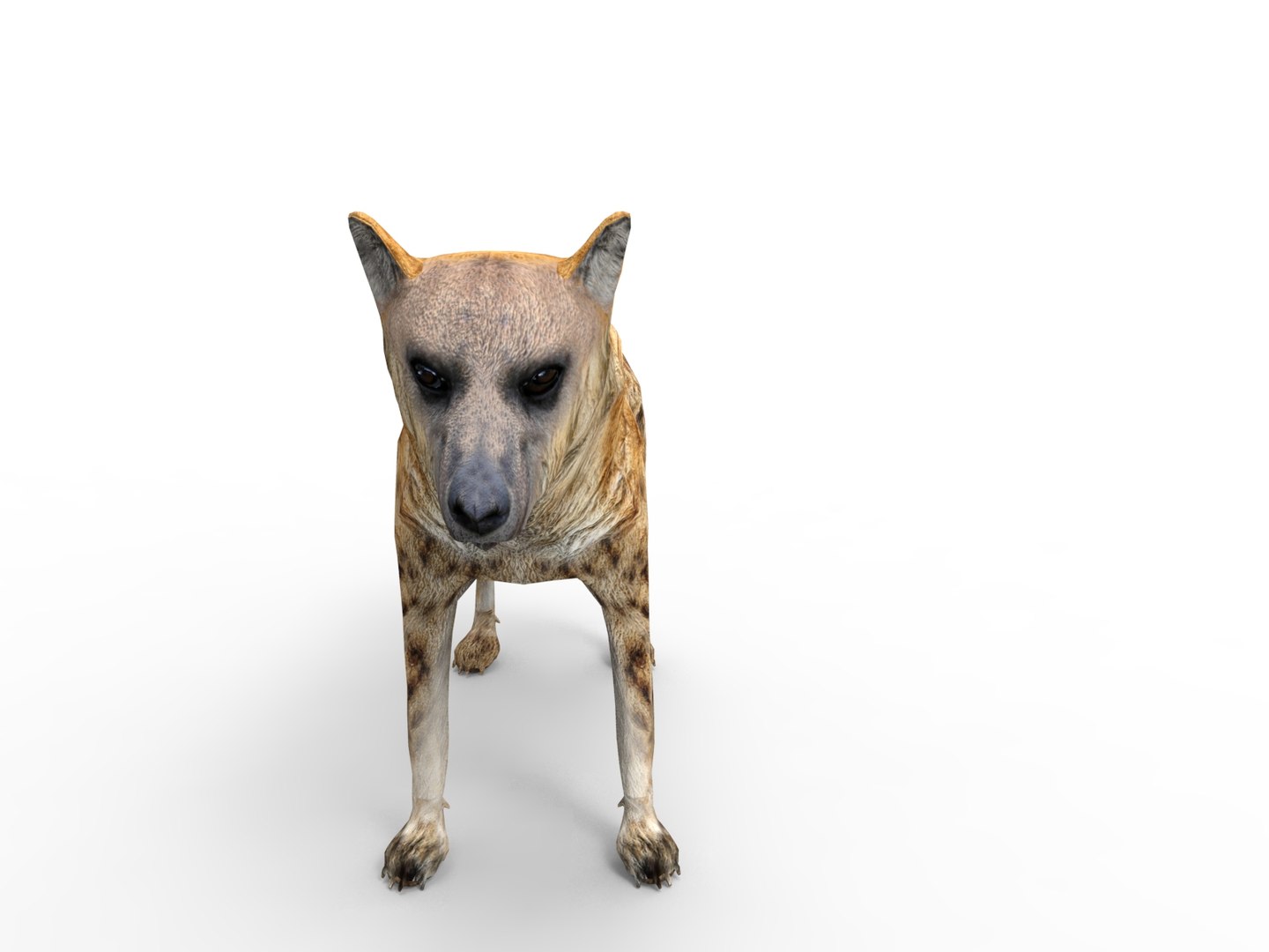 hyena rigged 3D model https://p.turbosquid.com/ts-thumb/M5/LqVRb1/VWNg1IRB/untitled.30/jpg/1505458219/1920x1080/fit_q87/49a0946b1efd086c07b62d6fe45d63021fc28e9e/untitled.30.jpg