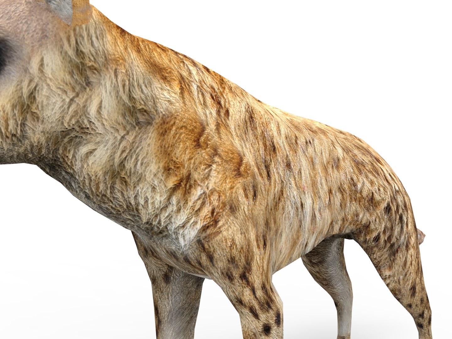 hyena rigged 3D model https://p.turbosquid.com/ts-thumb/M5/LqVRb1/iOBclxSj/untitled.32/jpg/1505458219/1920x1080/fit_q87/5ea9d27476df8e41c352af4094456c3d8f3ad7d5/untitled.32.jpg