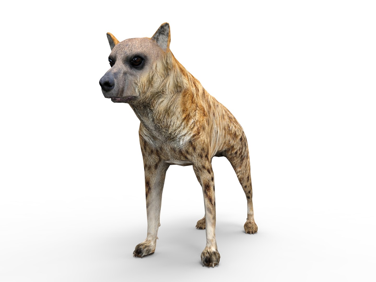 hyena rigged 3D model https://p.turbosquid.com/ts-thumb/M5/LqVRb1/ujktxqVK/untitled.31/jpg/1505458219/1920x1080/fit_q87/367f1dbcbce2abdfd7d3f0a34ccacc3274883969/untitled.31.jpg