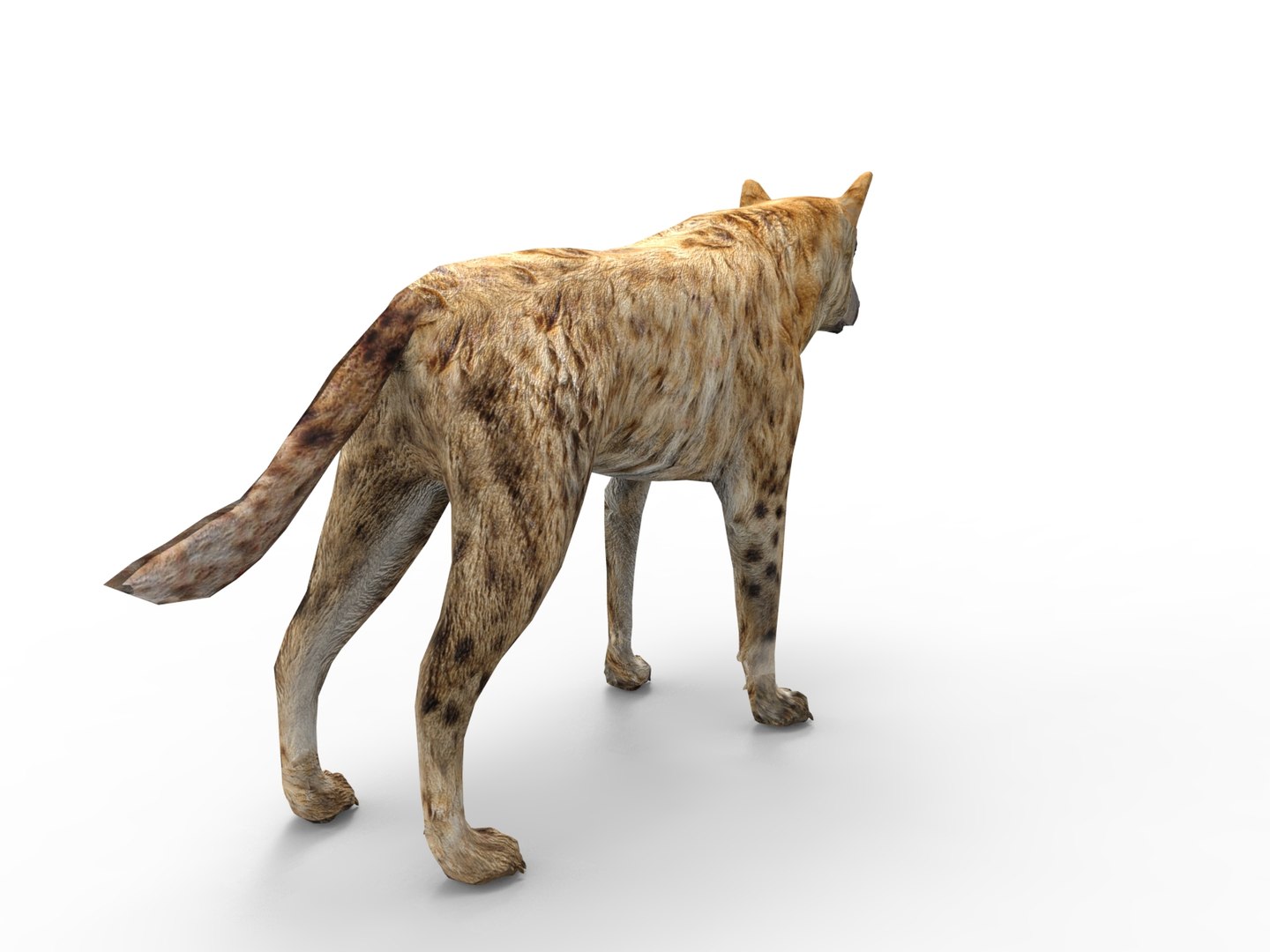 hyena rigged 3D model https://p.turbosquid.com/ts-thumb/M5/LqVRb1/x0gDigeM/untitled.27/jpg/1505458219/1920x1080/fit_q87/8acb80b998ac87cdcb844ae082e3b97617059201/untitled.27.jpg